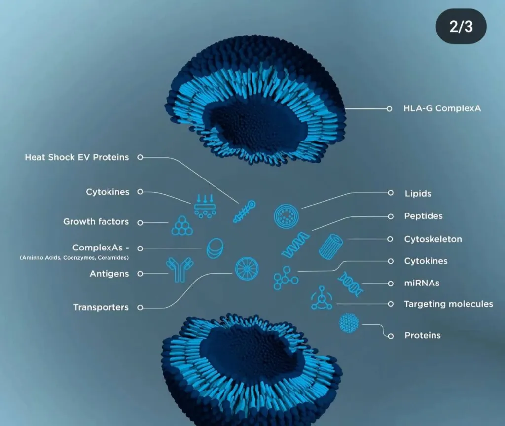 What are Exosomes Explanation